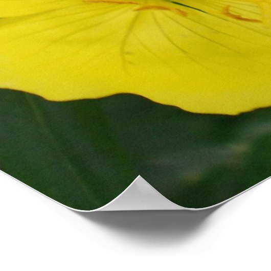 Abend Primrose Poster (Ecke)