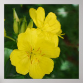 Abend Primrose Poster (Vorne)