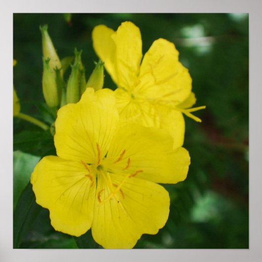 Abend Primrose Poster (Vorne)