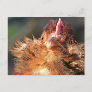 Abend Sun Derperella Postcard Postkarte