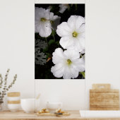 Abend White Petunia Blüten Blüte Poster (Küche)