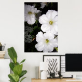 Abend White Petunia Blüten Blüte Poster (Heimbüro)