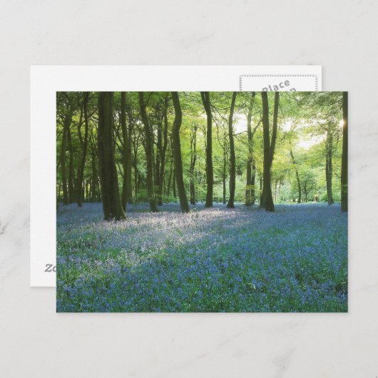 Abend Woodlands Postkarte (Vorne/Hinten)