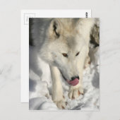 Abendessen Arktischer Wolf Postkarte (Vorne/Hinten)