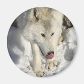 Abendessen Magnet (Vorne)