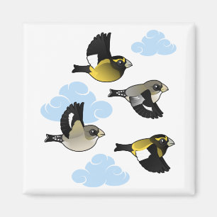 AbendGrosbeaks im Flug Magnet