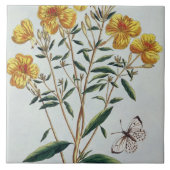 Abends-Primel, überziehen 73 'von der Sammlung Fliese (Vorderseite)