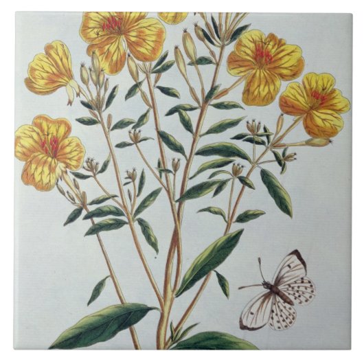 Abends-Primel, überziehen 73 'von der Sammlung Fliese (Vorderseite)