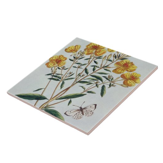 Abends-Primel, überziehen 73 'von der Sammlung Fliese (Seite)