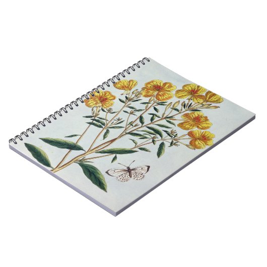 Abends-Primel, überziehen 73 'von der Sammlung Notizblock (Linke Seite)