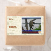 Abenteuerschildkröte (Insitu)