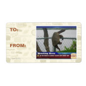 Abenteuerschildkröte (Vorne)