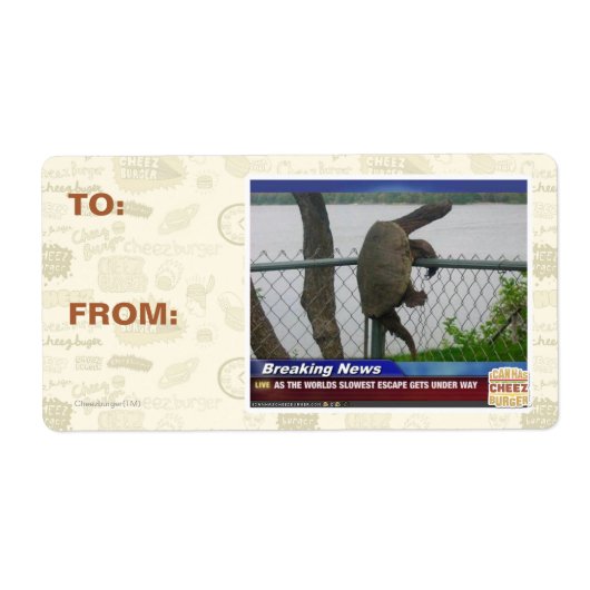 Abenteuerschildkröte (Vorne)