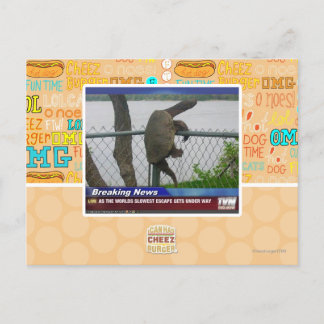 Abenteuerschildkröte Postkarte