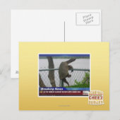 Abenteuerschildkröte Postkarte (Vorne/Hinten)