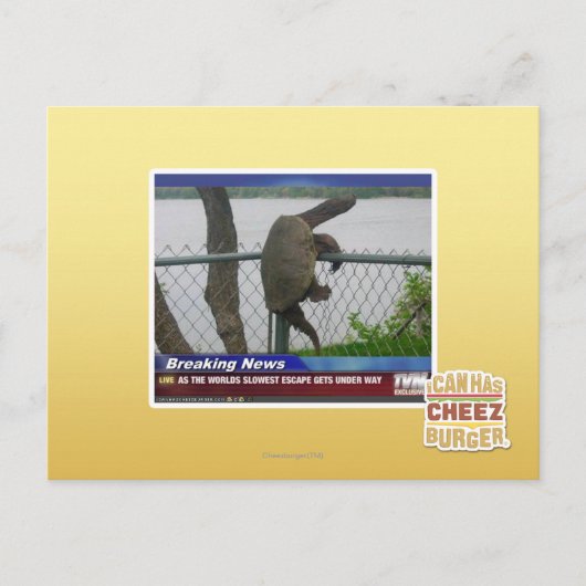 Abenteuerschildkröte Postkarte (Vorderseite)