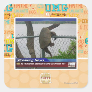 Abenteuerschildkröte Quadratischer Aufkleber