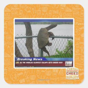 Abenteuerschildkröte Quadratischer Aufkleber