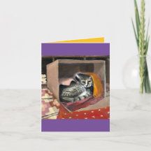 Aber ich brauche diese Kiste! Christmas Kitty Maca