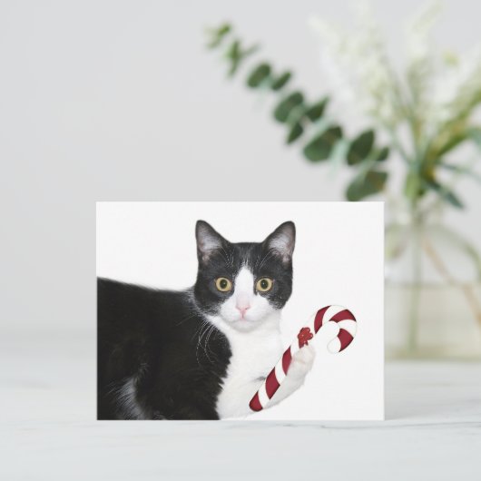 Aber ich wollte Catnip! Postkarte (Stehend Vorderseite)