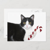 Aber ich wollte Catnip! Postkarte (Vorne/Hinten)