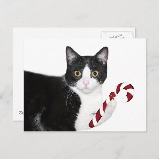 Aber ich wollte Catnip! Postkarte (Vorne/Hinten)