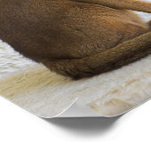 Abessiner Katze Poster (Ecke)