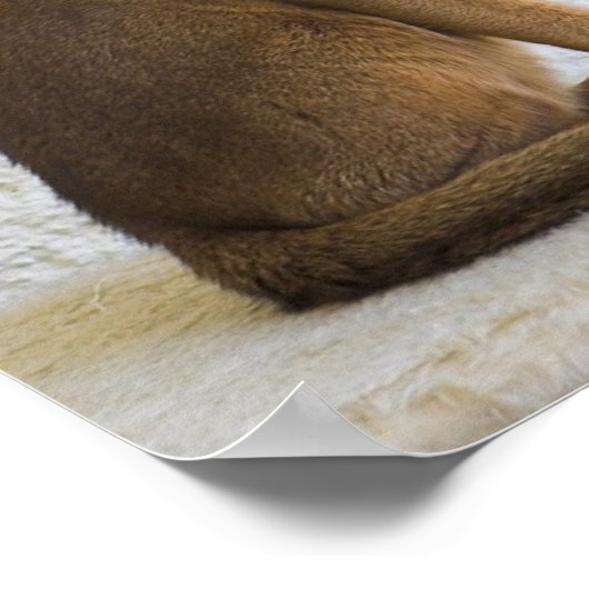 Abessiner Katze Poster (Ecke)