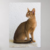Abessiner Katze Poster (Vorne)
