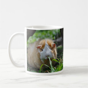 Abessinier, Creme und Weiß, Guinea Schwein im Gras Kaffeetasse