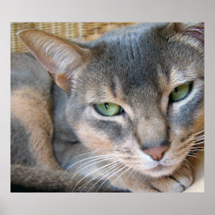 Abessinierkatze Große Blaue Grüne Augen Poster
