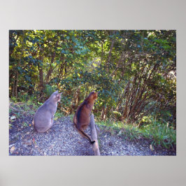 Abessinierkatzen auf Gehweg Poster