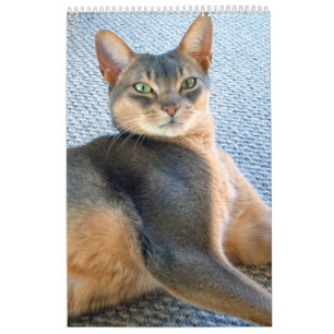 Abessinierkatzen - Kalender