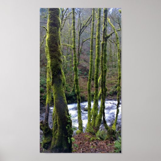Abfahrt von Bridal Veil Falls, Oregon Poster (Vorne)