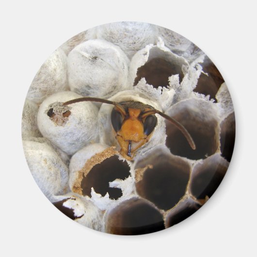 Abfall aus dem Nestmagnet Magnet (Vorne)