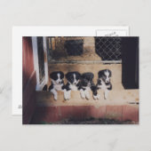 Abfälle von Grenz-Collie Welpen Hund Postkarte (Vorne/Hinten)