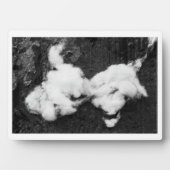 Abflussplatte Fotoplatte (Vorderseite)