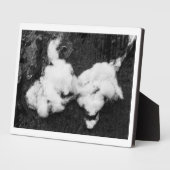 Abflussplatte Fotoplatte (Seite)