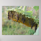 Abgeblendete Sonnenblume Nah Poster (Vorne)