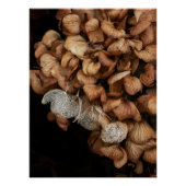 Abgeblendetes Hydrangea Poster (Vorderseite)