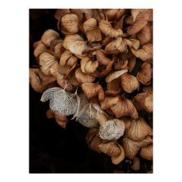 Abgeblendetes Hydrangea Poster