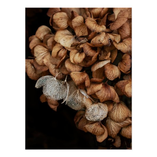 Abgeblendetes Hydrangea Poster (Vorderseite)