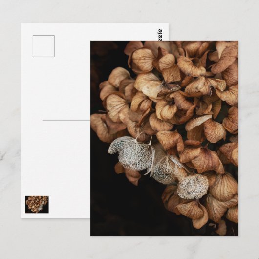 Abgeblendetes Hydrangea Postkarte (Vorne/Hinten)