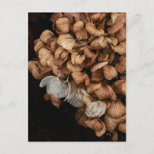 Abgeblendetes Hydrangea Postkarte