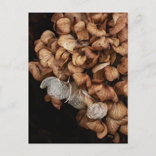 Abgeblendetes Hydrangea Postkarte (Vorderseite)