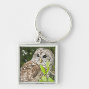 Abgehaltene Eule Schlüsselanhänger