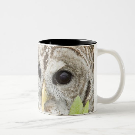 Abgehaltene Eule Zweifarbige Tasse (Rechts)