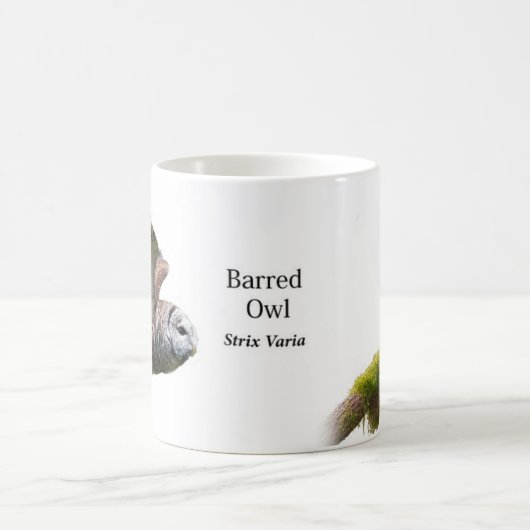 Abgehaltene EuleStrix varia Kaffeetasse (Mittel)