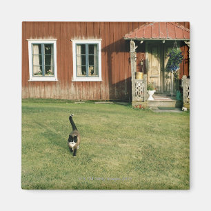 Abgenutztes rotes Haus mit einer Katze auf dem Magnet