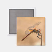 Abgeschiedene Libelle gegen Ecru Magnet (Vorderseite/Rückseite)